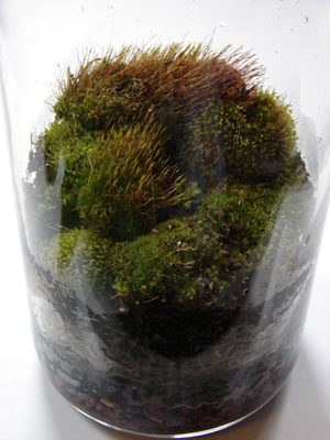 moss, terrarium